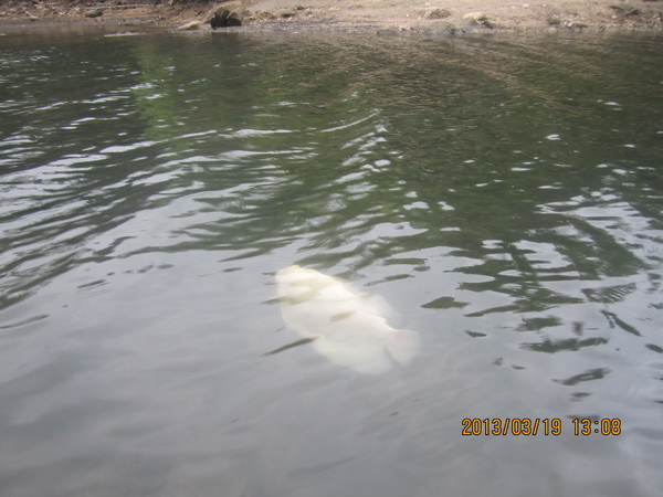 放生观音鸟相思鸟了哥画眉,一飞冲天! 放生观音鸟相思鸟了哥画眉,一飞冲天!