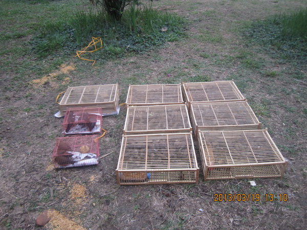 放生观音鸟相思鸟了哥画眉,一飞冲天! 放生观音鸟相思鸟了哥画眉,一飞冲天!