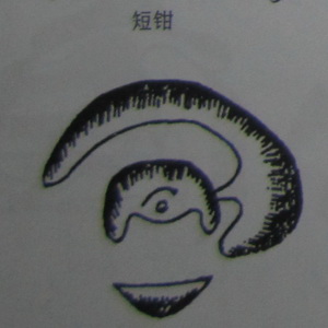撼龙经九星结穴图解 撼龙经九星结穴图解