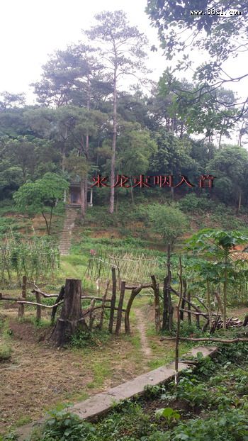 民国初期清远首富麦长天祖坟考察 民国初期清远首富麦长天祖坟考察