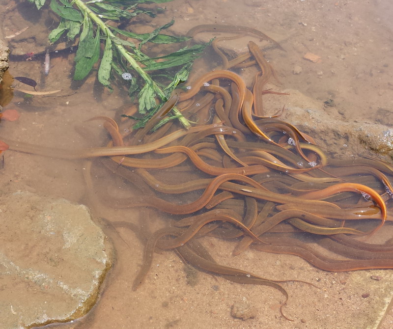 4斤*13=252元2,泥鳅6斤*20=120元1,野生黄鳝5.3斤*35=185元放生